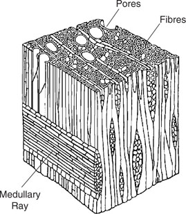 Chapter 2 - Timber